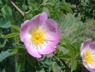 Велика Паладь з panoramio.com