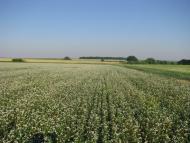 Аркушине з panoramio.com