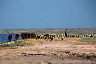 Салькове з panoramio.com