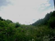 Нігин з panoramio.com