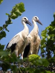 Зіньків з panoramio.com