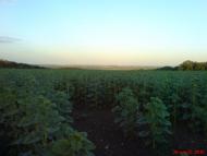 Хрящувате з panoramio.com