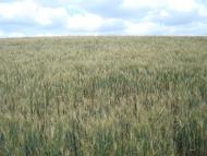 Копистин з panoramio.com