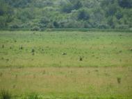 Кам'янка - Останні фото