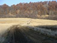 Бедевля з panoramio.com