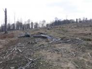 Бедевля з panoramio.com