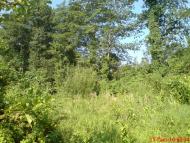 Мединівка з panoramio.com