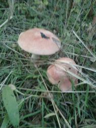 Тулиголови