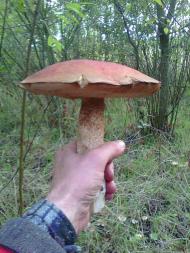 Тулиголови