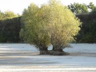 Жовтень 2015 р.