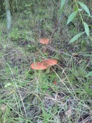 Тулиголови