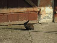 РУЇНИ ФОРТЕЦІ