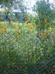 Тулиголови