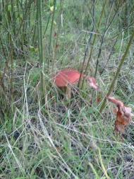 Тулиголови