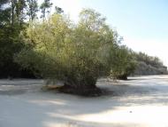 Жовтень 2015 р.