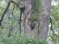 Крайніковський шедевр дерев'яної архітектури