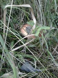 Тулиголови