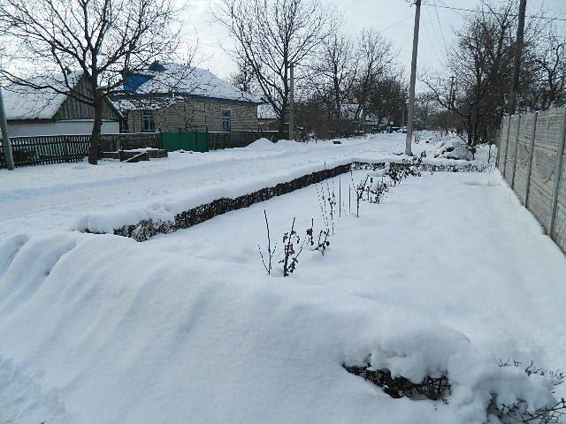 Манжурка з panoramio.com - Манжурка