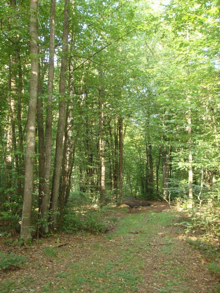 Хрипськ з panoramio.com - Хрипськ