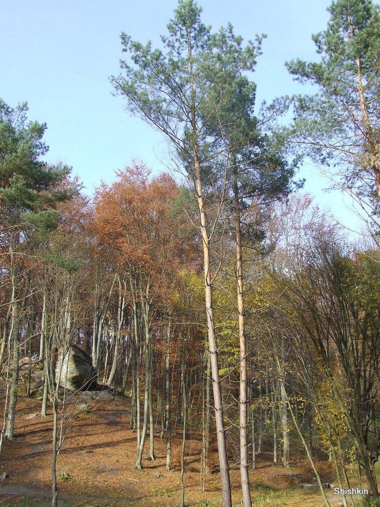 Лісники з panoramio.com - Лісники