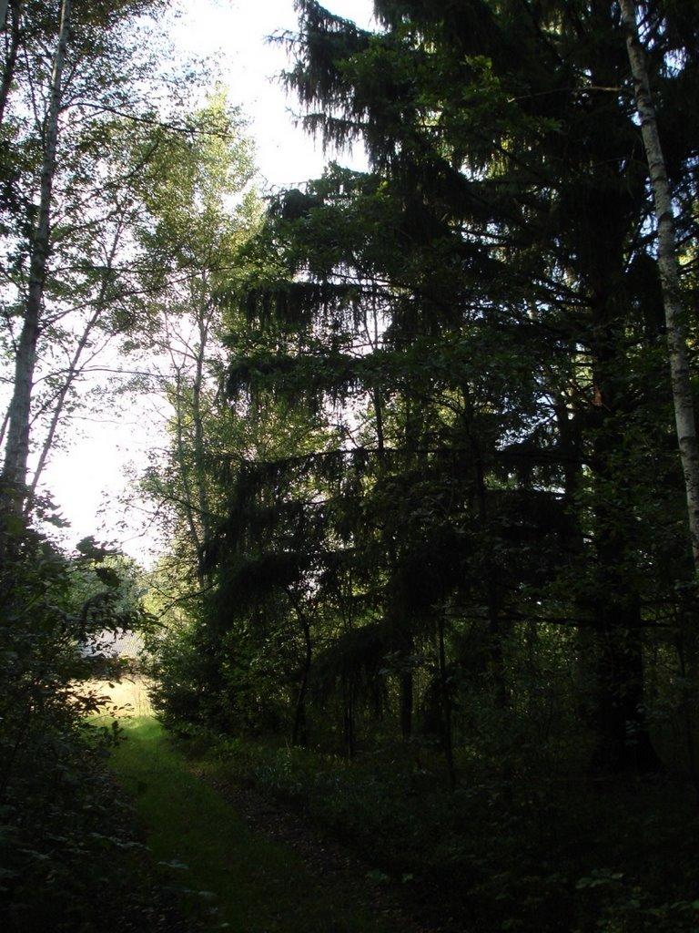 Хрипськ з panoramio.com - Хрипськ