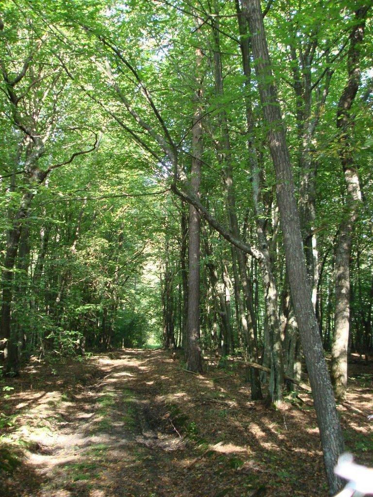 Хрипськ з panoramio.com - Хрипск