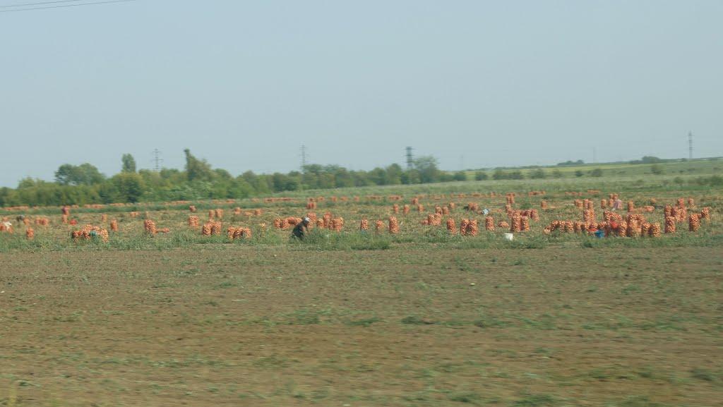 Костирка з panoramio.com - Костирка