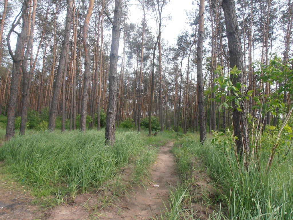 Гнідин з panoramio.com (ч.3) - Gnidyn
