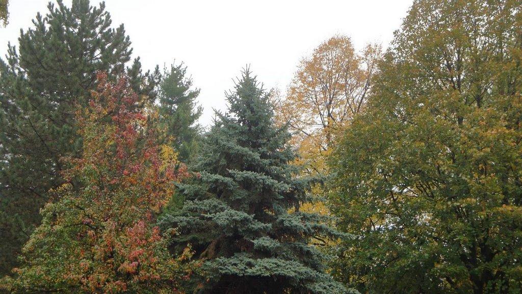 Соломоново з panoramio.com (ч.2) - Solomonovo