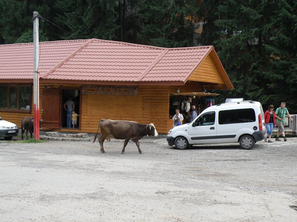 Синевирська Поляна з panoramio.com - Синевирская Поляна