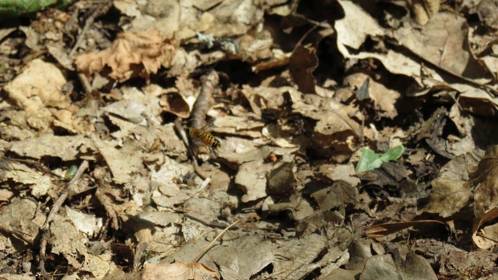 Орлівщина з panoramio.com - Орловщина