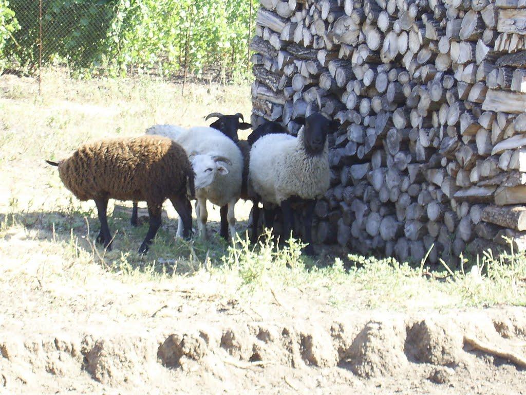 Комишне з panoramio.com - Комишне