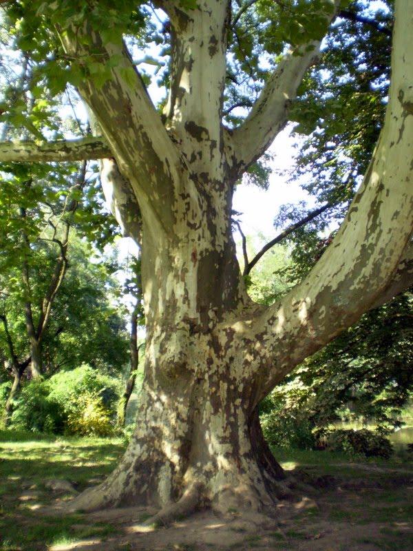 Галабор з panoramio.com - Галабор