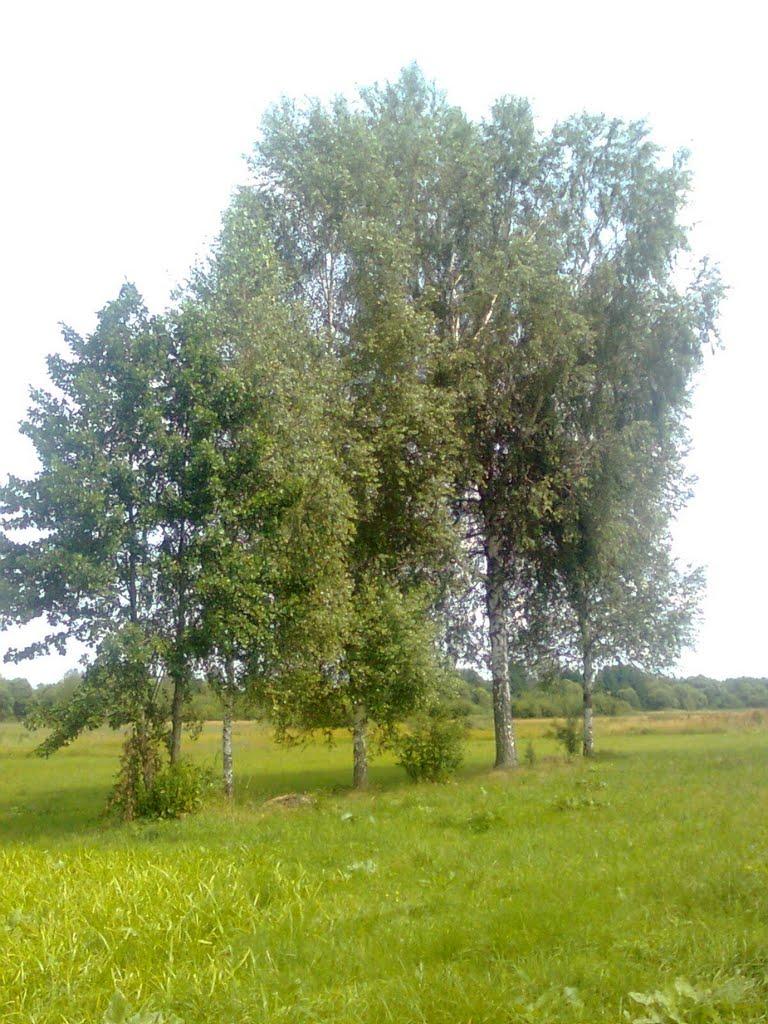 Жихове з panoramio.com - Жихове