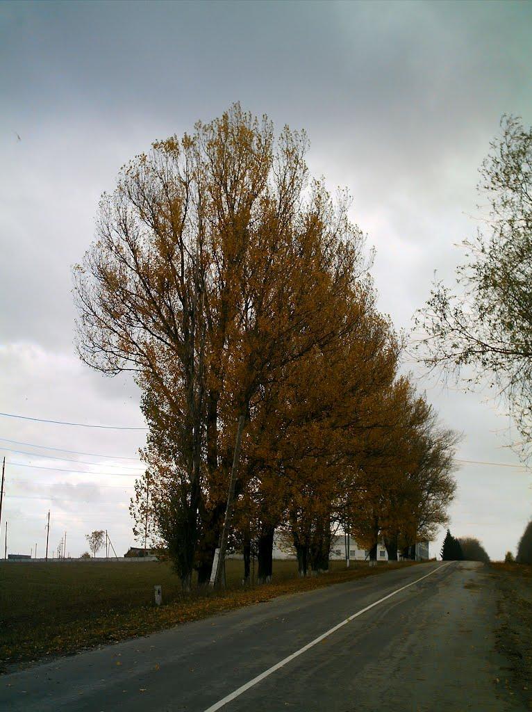 Базалія з panoramio.com - Базалія