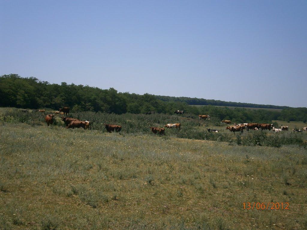 Колядівка з panoramio.com - Kolyadivka