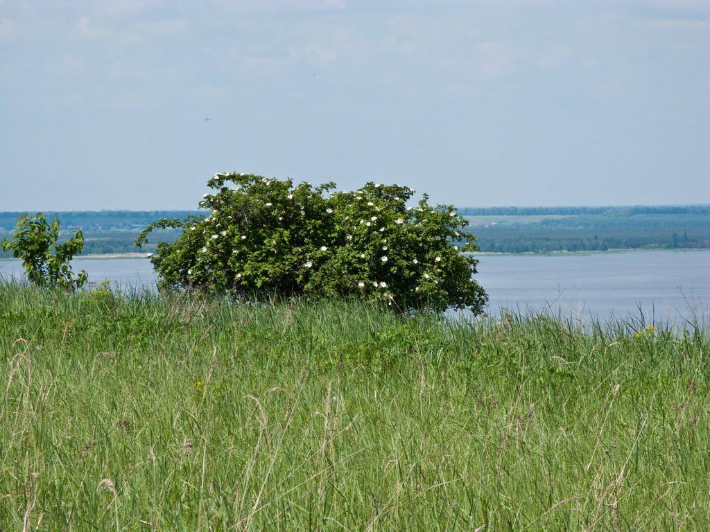 Луковиця з panoramio.com - Lukovytsya