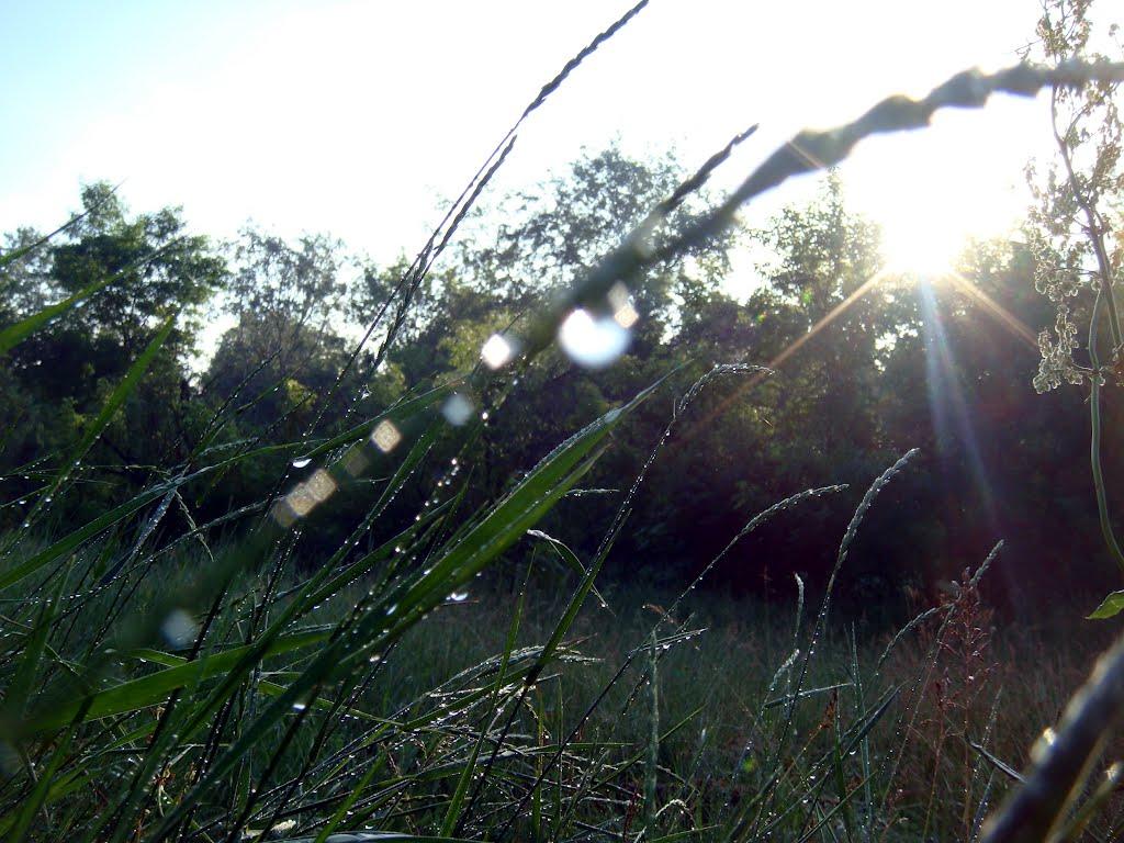 Курган з panoramio.com - Курган