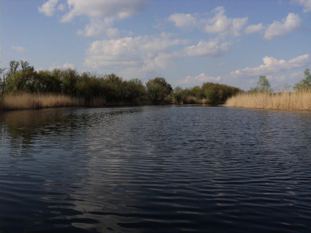 Комар з panoramio.com - Комар