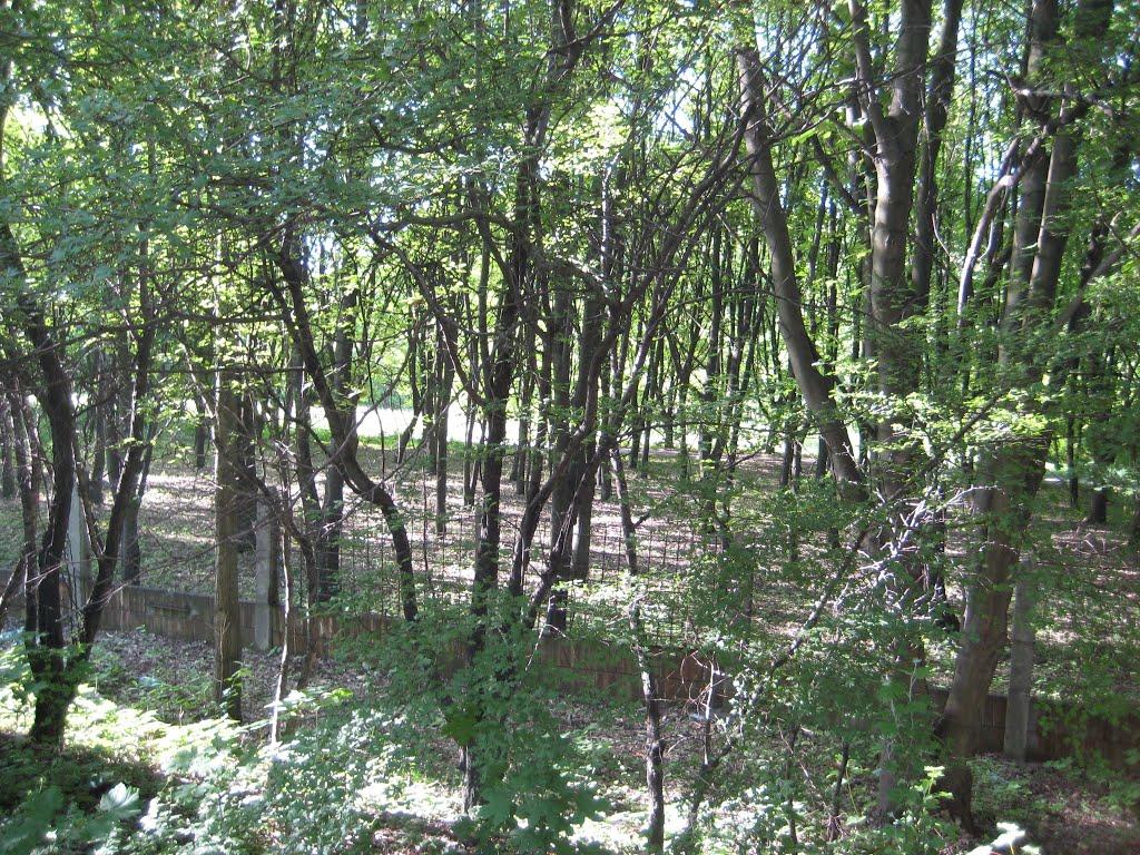 Кам'яне Поле з panoramio.com - Кам'яне Поле