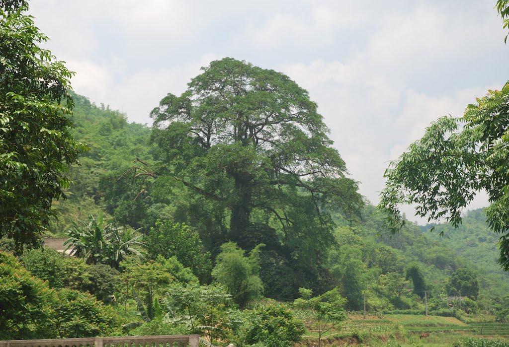 Рацеве з panoramio.com - Рацеве