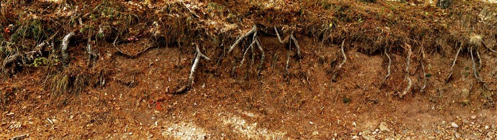 Лаванда з panoramio.com (ч.2) - Lavanda