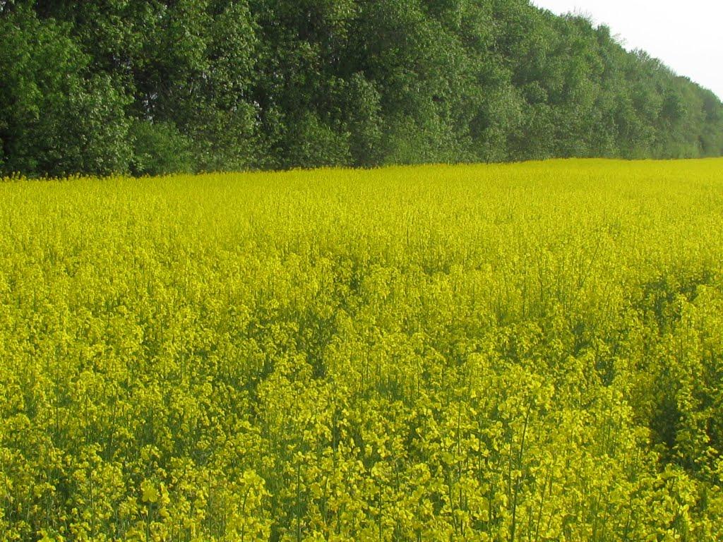 Аркушине з panoramio.com - Аркушино