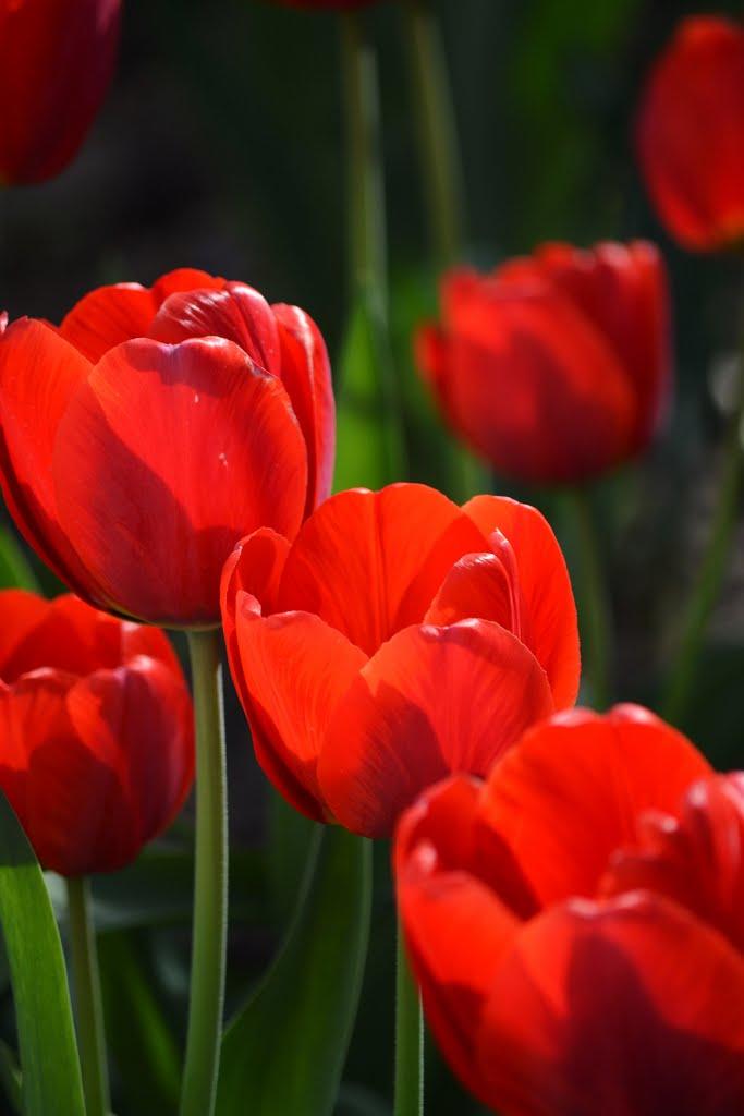 Дрозди з panoramio.com - Дрозди