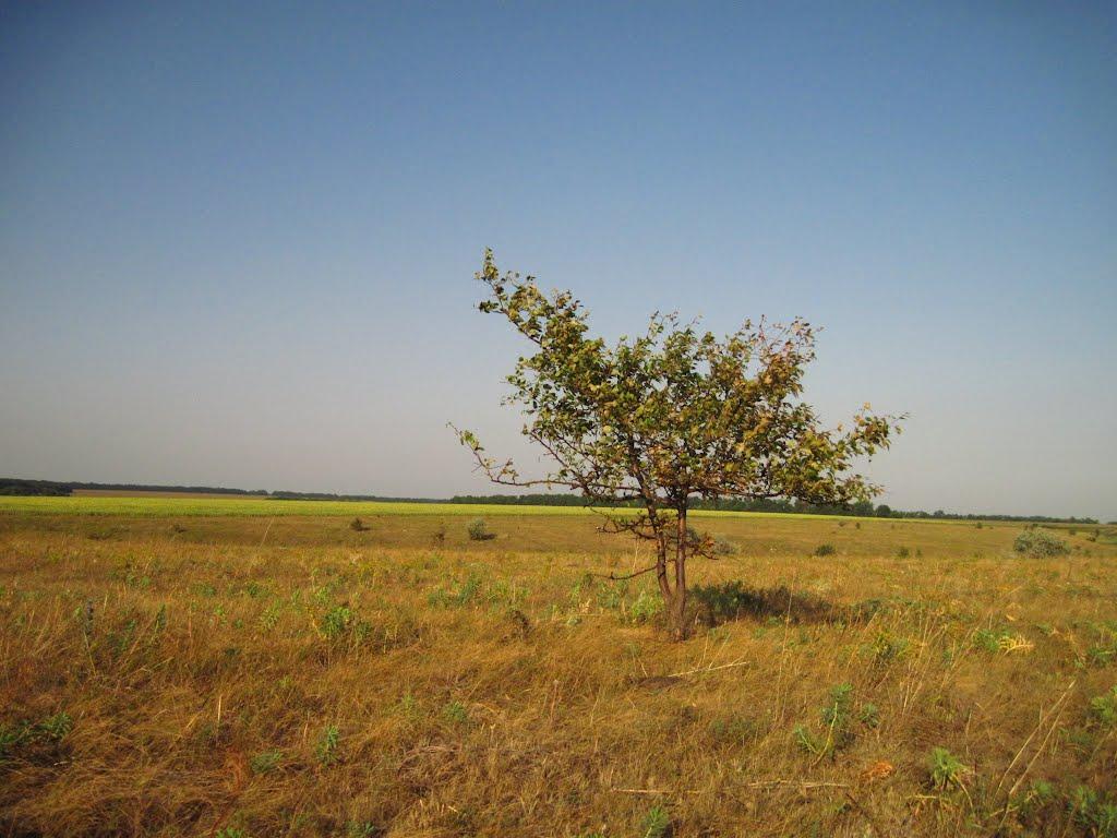 Григорівка з panoramio.com - Григорівка