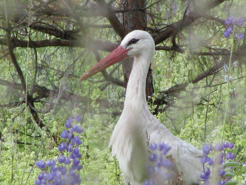 Михальчина-Слобода з panoramio.com - Михальчина-Слобода
