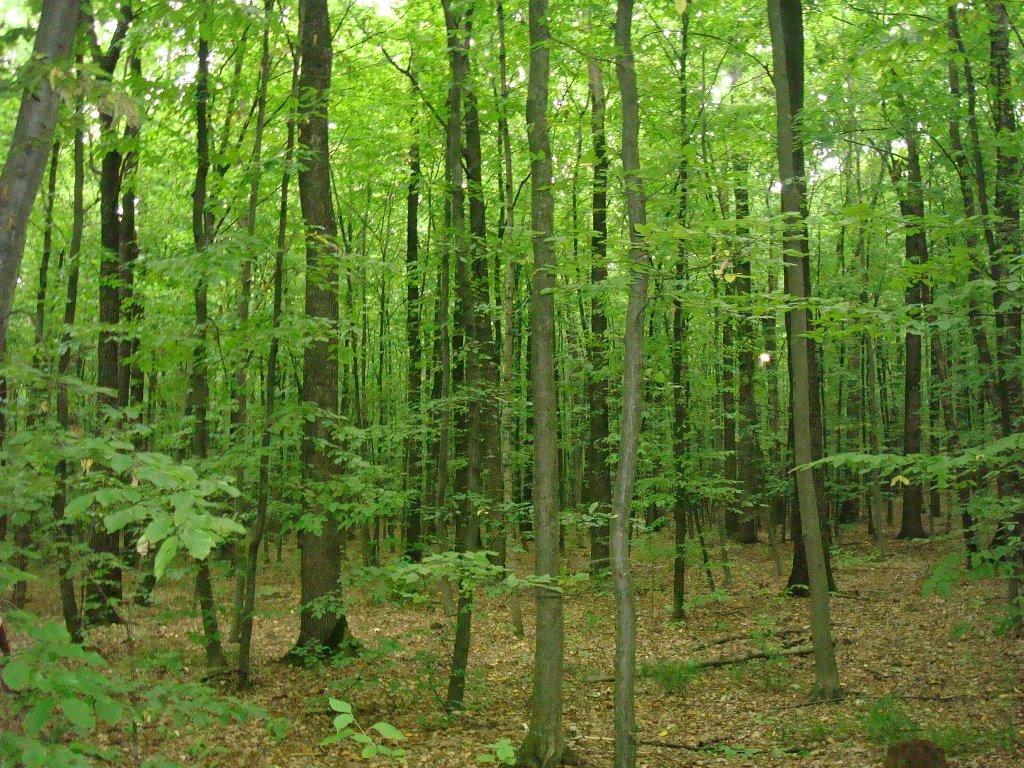 Вільховець з panoramio.com - Вільховець