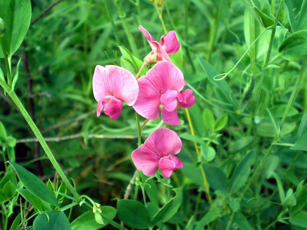 Дронівка з panoramio.com - Дроновка