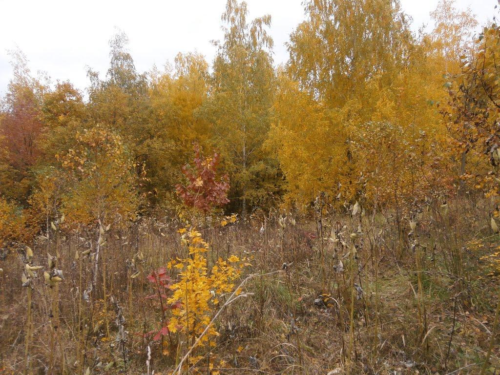 Нечаївка з panoramio.com - Нечаевка