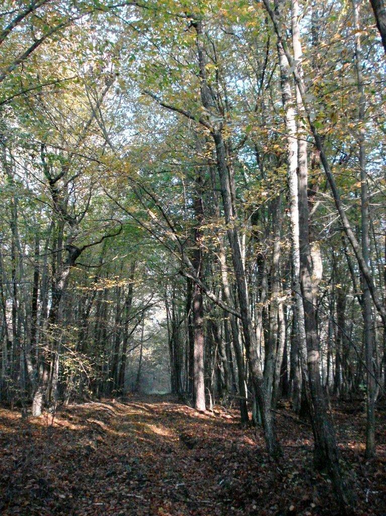 Хрипськ з panoramio.com - Хрипськ